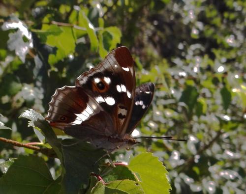 Apatura iris