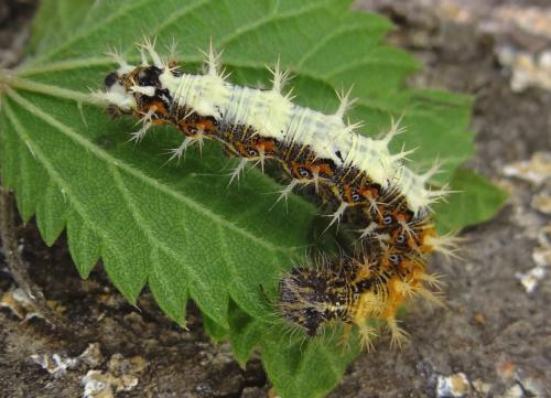 Réf. 107 424 : Polygonia c-album