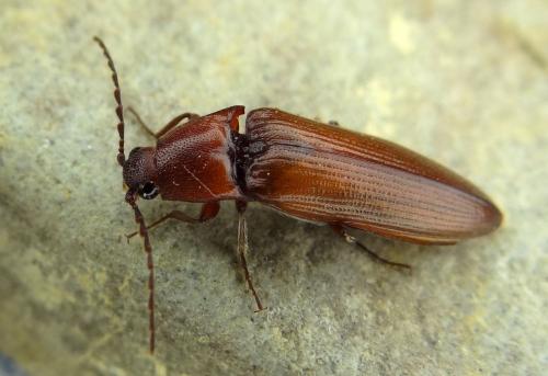 Melanotus castanipes