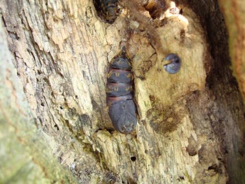 Lymantria dispar