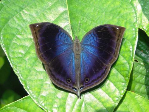 Réf. 107 514 : Junonia cymodoce