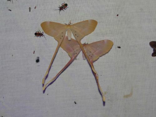 Réf. 107 358 : Eudaemonia argus