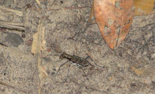 Réf. 107 300 : Cicindela interrupta