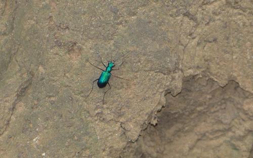 Réf. 107 356 : Cratohaerea chrysopyga