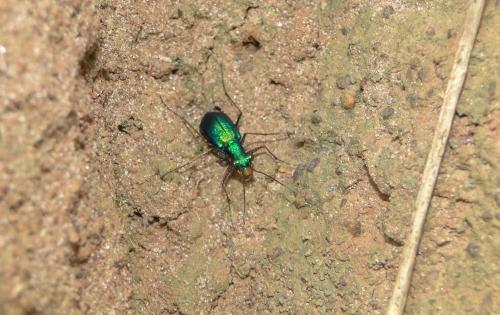 Cratohaerea chrysopyga