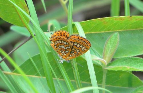 Zeritis neriene