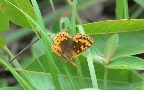 Zeritis neriene