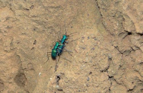 Cratohaerea chrysopyga