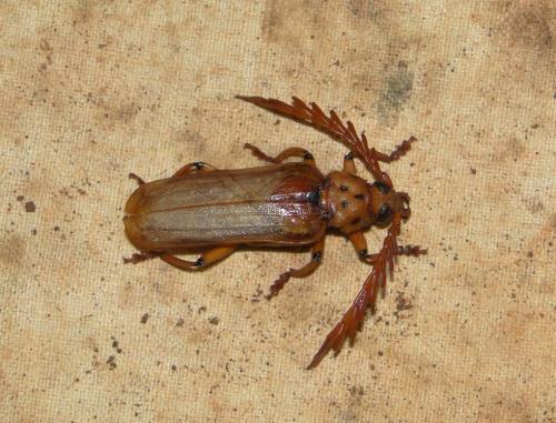 Neoclosterus curvipes