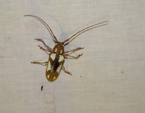 Réf. 107 415 : Prosopocera lactator