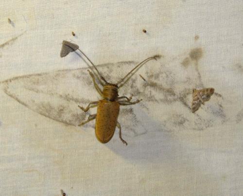 Prosopocera rothschildi