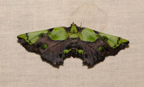 Mittonia sp.