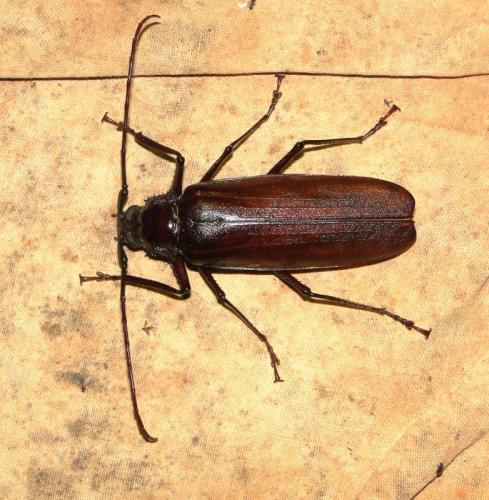 Réf. 107 685 : Macrotoma serripes