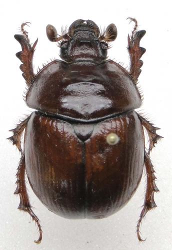 Réf. 107 383 : Bolbaffer bremeri