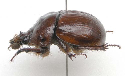 Bolbaffer bremeri