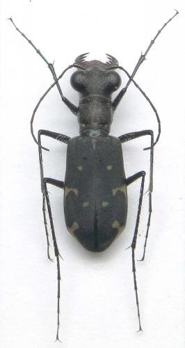 Réf. 107 689 : Cylindera decellei