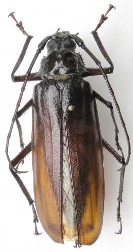 Réf. 107 774 : Macrotoma serripes