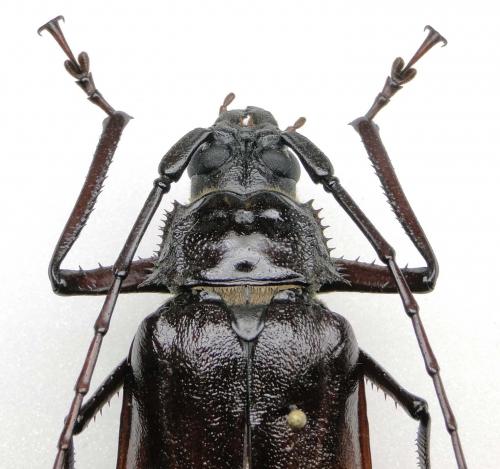 Réf. 107 775 : Macrotoma serripes