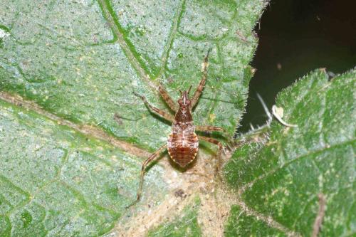 Réf. 107 462 : Himacerus apterus