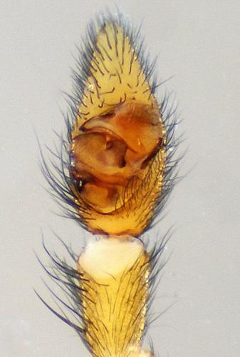 Pardosa tenuipes