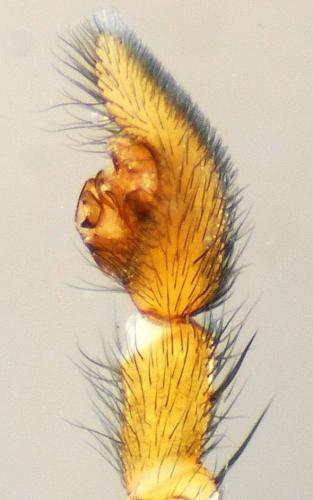 Pardosa tenuipes