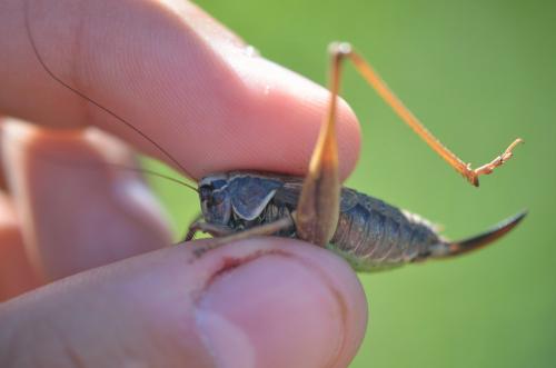 Metrioptera saussuriana