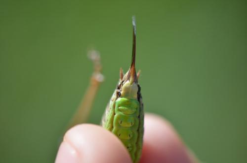 Metrioptera saussuriana