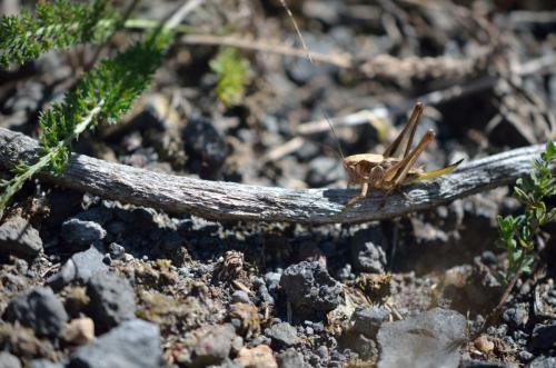 Tettigoniinae