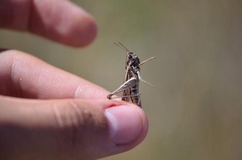 Chorthippus sp.