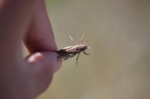 Réf. 107 622 : Chorthippus sp.