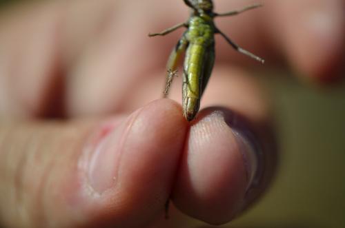 Chorthippus sp.