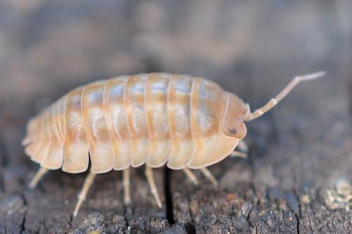 Réf. 107 615 : Armadillidium nasatum