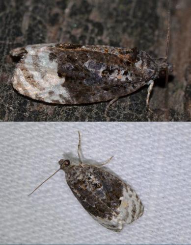 Apotomis betuletana