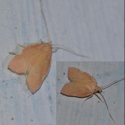 Réf. 107 674 : Carcina quercana