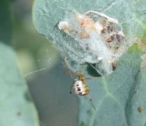 Phylloneta sp.