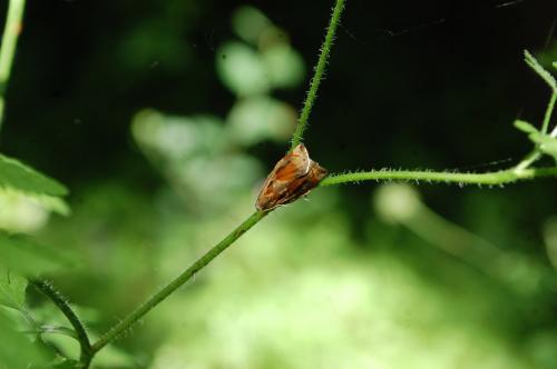 Réf. 107 823 : Archips crataegana