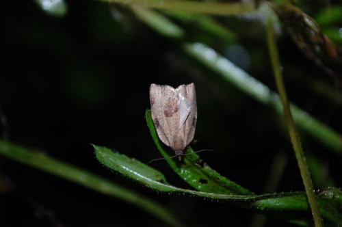 Réf. 107 739 : Lozotaenia forsterana