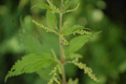 Micropterix sp.