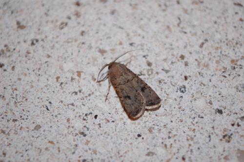 Agrotis segetum