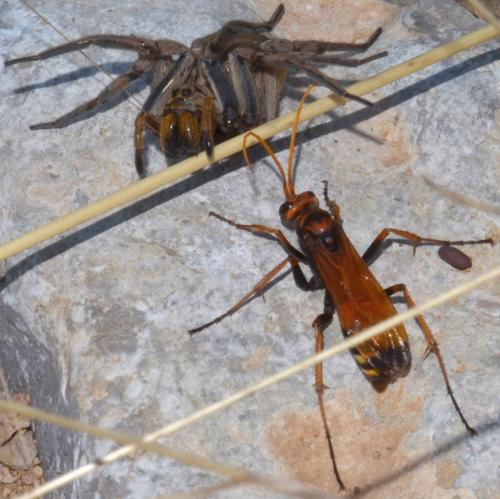 Réf. 107 861 : Cryptocheilus alternatus