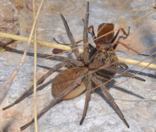 Hogna radiata