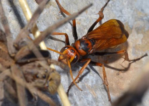 Réf. 107 869 : Cryptocheilus alternatus