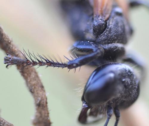 Prionyx subfuscatus