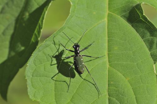 Thopeutica sp.