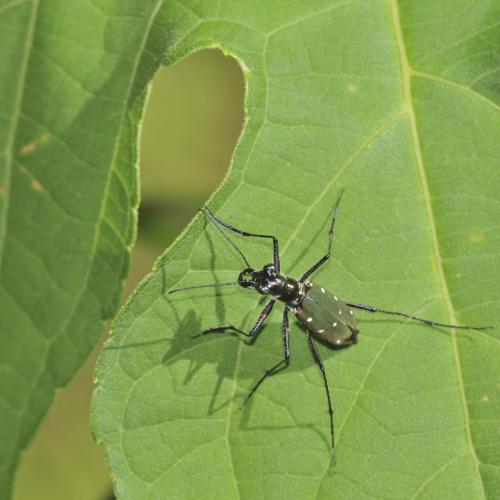 Thopeutica sp.