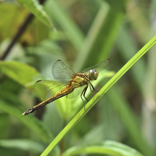 Orthetrum sp.