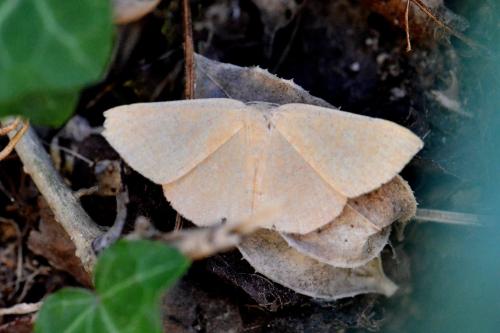 Réf. 107 490 : Cyclophora puppillaria