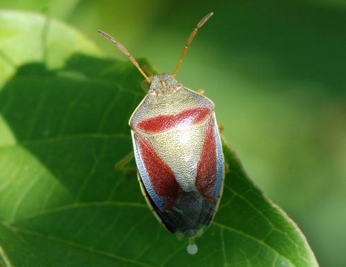 Piezodorus lituratus