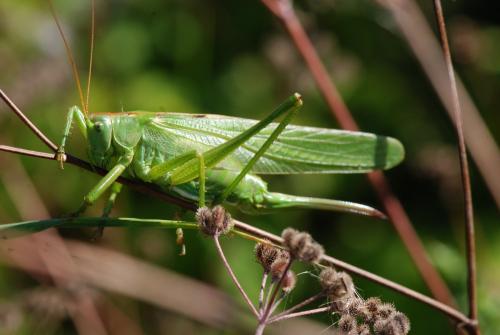 Réf. 107 102 : Tettigonia viridissima