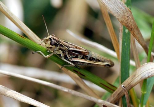 Réf. 107 324 : Pseudochorthippus parallelus